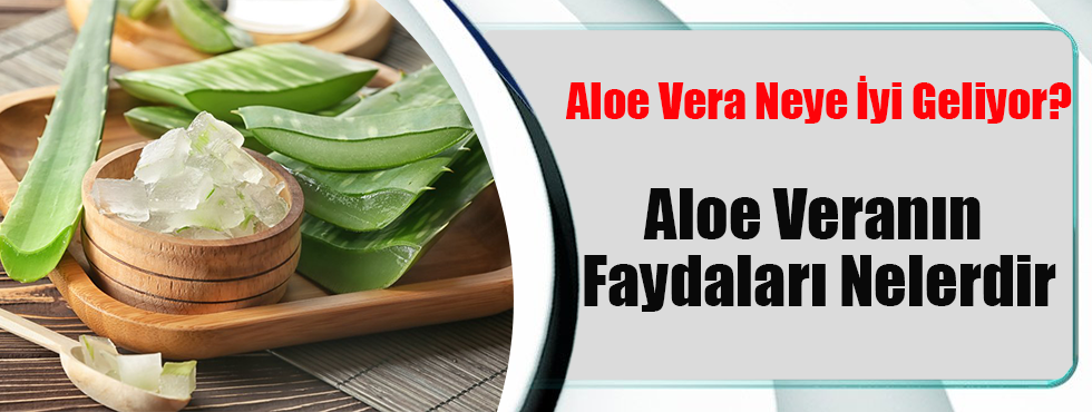 Aloe Vera Neye yi Geliyor? Aloa Verann Faydalar Nelerdir? - Akaabat'n  Tarafsz, lkeli, Objektif nternet Haber Sitesi