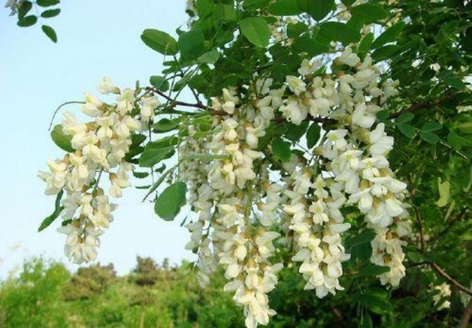 sofora-japonica.jpg