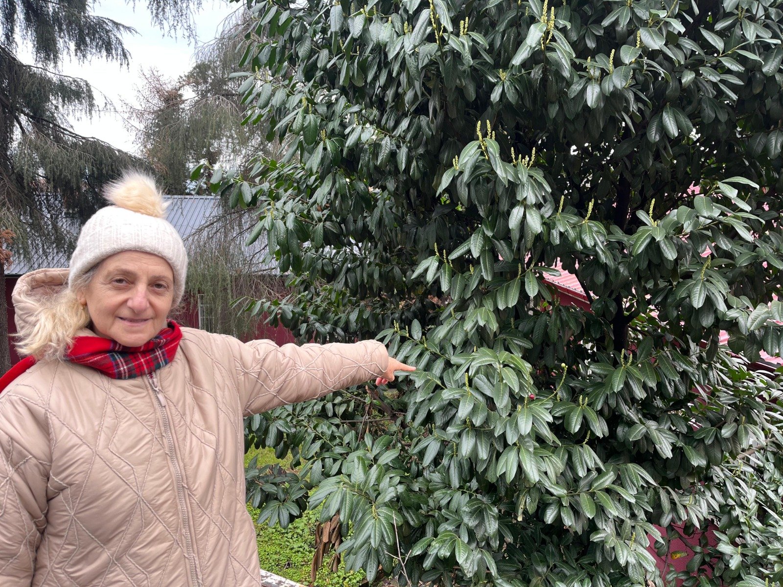 "ŞAP HASTALIĞINA KARAYEMİŞLİ ÇÖZÜM"