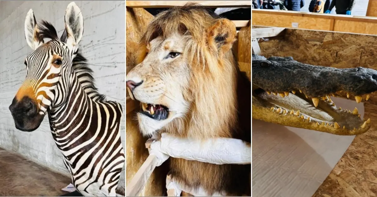 "TRABZON LİMANI’NDA YABAN HAYVANI TROFESİ OPERASYONU"