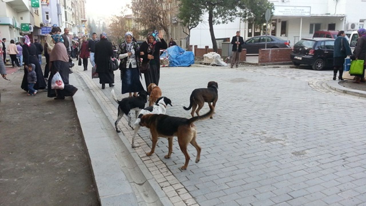 Akçaabat’ın Şehir Merkezi Başıboş Köpeklerden Geçilmiyor.