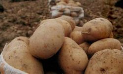 Devlet Patates Fiyatına Müdahale Edecek