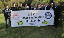  AKÇAABAT İLÇESİNDE  2023 YILI KİVİ HASADI BAŞLADI  