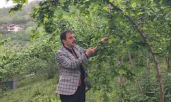 TRABZON İL VE İLÇELERİNDE FINDIK HASAT TARİHLERİ BELLİ OLDU