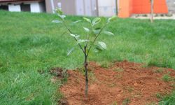 YOMRA BELEDİYESİ 5 BİN YOMRA ELMASI FİDANI İLE 4 BİN YÖRESEL ARMUT FİDANI DAĞITTI