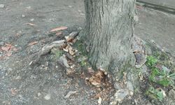 "BÜYÜKŞEHİR BELEDİYESİ’NDEN “AĞAÇ KESİLDİ” İDDİALARINA AÇIKLAMA"