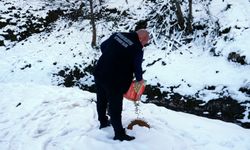 "ORTAHİSAR BELEDİYESİ, SOĞUK KIŞ GÜNLERİNDE SOKAK HAYVANLARINI UNUTMADI"