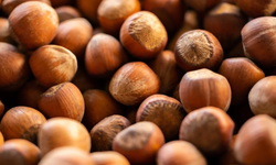 "FINDIK İHRACATINDA 6 AYLIK GELİR 1,17 MİLYAR DOLARI AŞTI"