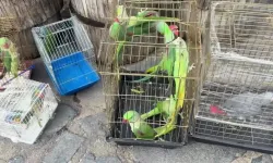 "İSTANBUL’DA 39 PAPAĞAN PETSHOP DENETİMİNDE ELE GEÇİRİLDİ"