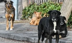 "İSTANBUL'DA SOKAK KÖPEKLERİNİN TOPLANMASI İÇİN SÜRE VERİLDİ"
