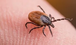 "KKKA ŞÜPHESİ 21 YAŞINDAKİ GENÇ HAYATINI KAYBETTİ"