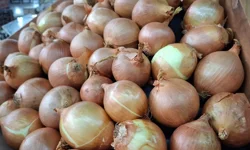 "KURU SOĞAN İHRACATI YILA HIZLI BAŞLADI"