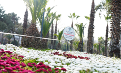 "AKÇAABAT BELEDİYESİ ÇİÇEKLERİNİ KENDİ SERALARINDA ÜRETİYOR"