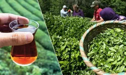 "TÜRK ÇAYI İHRACATINDA REKOR ARTIŞ: 3 AYDA 34,8 MİLYON DOLAR"