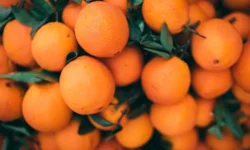 "TURUNÇGİL İHRACATI 697,7 MİLYON DOLARA ULAŞTI"