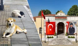 "VALİLİKTEN NET MESAJ: SOKAK HAYVANLARINDA GERİ ADIM YOK"