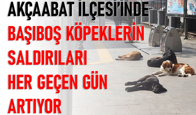 AKÇAABAT İLÇESİ'NDE BAŞIBOŞ KÖPEKLERİN SALDIRILARI HER GEÇEN GÜN ARTIYOR