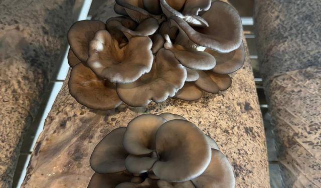 "EN MUTLU KÖY’DE, İSTİRİDYE MANTARI ÜRETİMİNE BAŞLANDI"