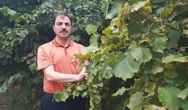 "ZİRAAT ODASI BAŞKANLIĞINDAN FINDIK ÜRETİCİLERİNE HASAT ZAMANI İÇİN UYARI!"