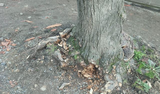 "BÜYÜKŞEHİR BELEDİYESİ’NDEN “AĞAÇ KESİLDİ” İDDİALARINA AÇIKLAMA"