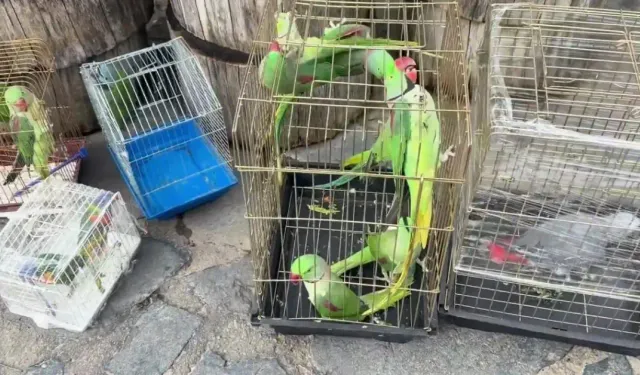 "İSTANBUL’DA 39 PAPAĞAN PETSHOP DENETİMİNDE ELE GEÇİRİLDİ"