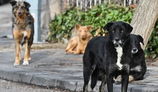 "İSTANBUL'DA SOKAK KÖPEKLERİNİN TOPLANMASI İÇİN SÜRE VERİLDİ"