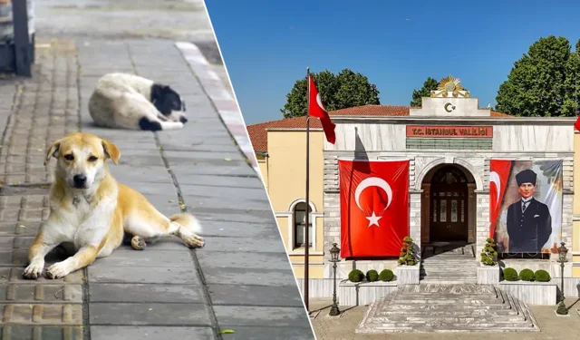 "VALİLİKTEN NET MESAJ: SOKAK HAYVANLARINDA GERİ ADIM YOK"