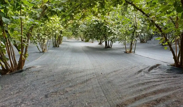 Fındıkta Erken Hasat Uyarısı