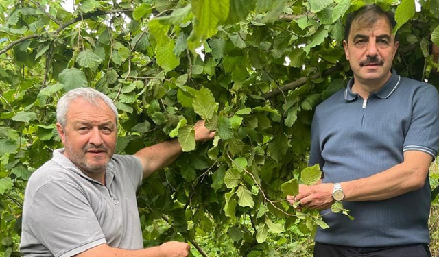 Fındıkta Hasat Takvimi Belli Oldu