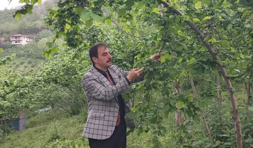 TRABZON İL VE İLÇELERİNDE FINDIK HASAT TARİHLERİ BELLİ OLDU