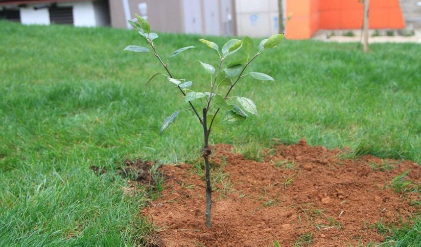 YOMRA BELEDİYESİ 5 BİN YOMRA ELMASI FİDANI İLE 4 BİN YÖRESEL ARMUT FİDANI DAĞITTI