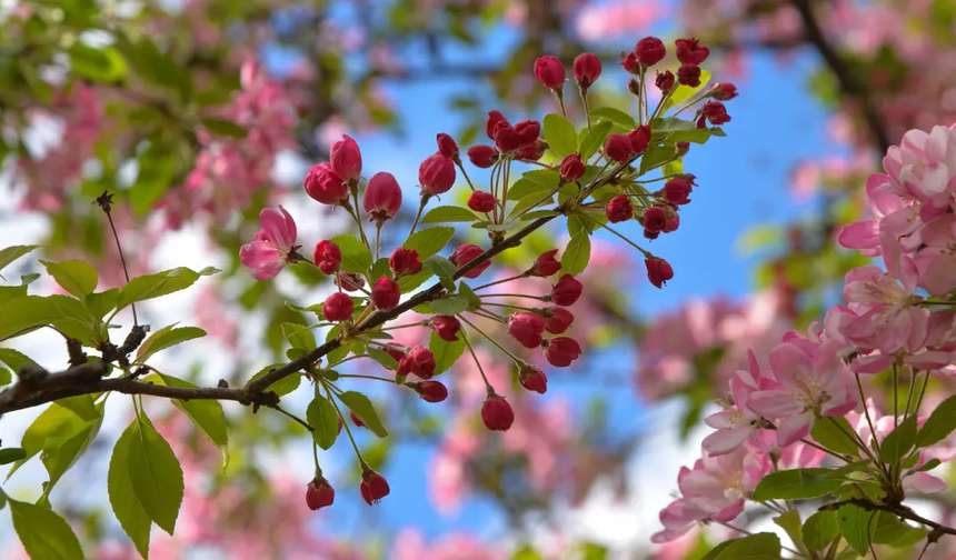 SON CEMRE TOPRAĞA DÜŞTÜ “BAHAR RESMEN BAŞLADI”