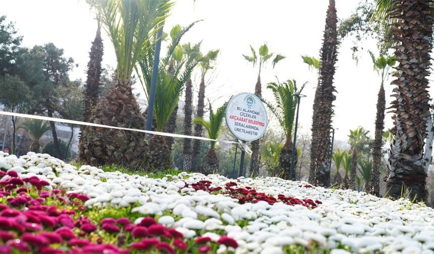 "AKÇAABAT BELEDİYESİ ÇİÇEKLERİNİ KENDİ SERALARINDA ÜRETİYOR"