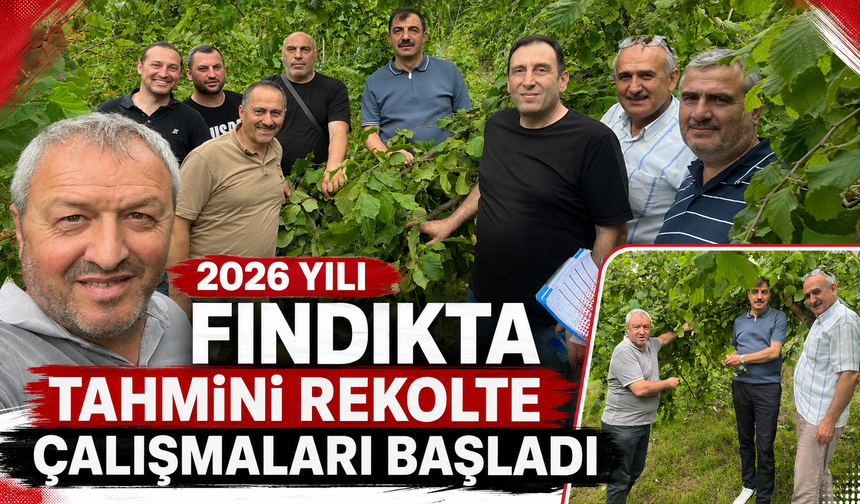 2026 YILI FINDIKTA TAHMİNİ REKOLTE ÇALIŞMALARI BAŞLADI